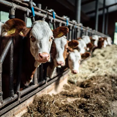 Hubertus - Prechtlhof Flachau